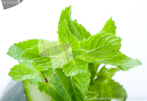 Image of Fresh mint leaves