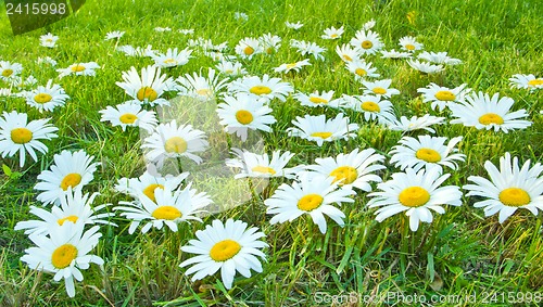 Image of White daisies