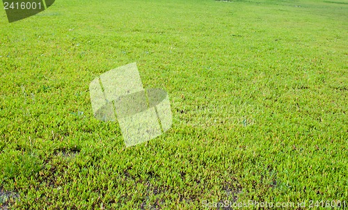 Image of Green grass