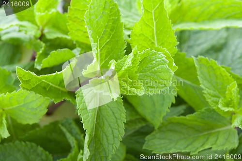 Image of Fresh mint leaves