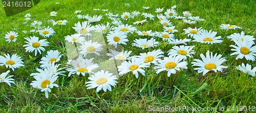 Image of White daisies