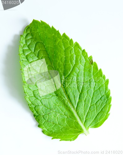 Image of Fresh mint leaves