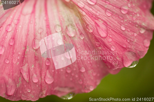 Image of Raindrops