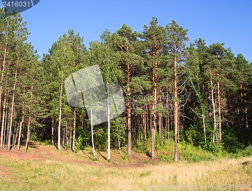 Image of Summer landscape