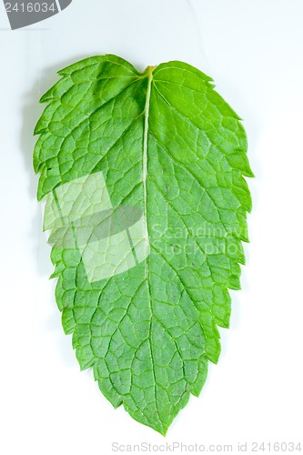 Image of Fresh mint leaves