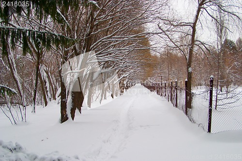 Image of Avenue of trees