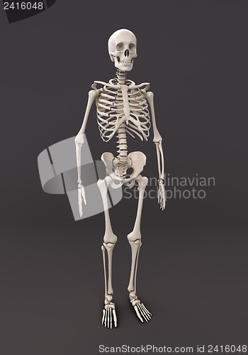 Image of Skeleton of a gray background