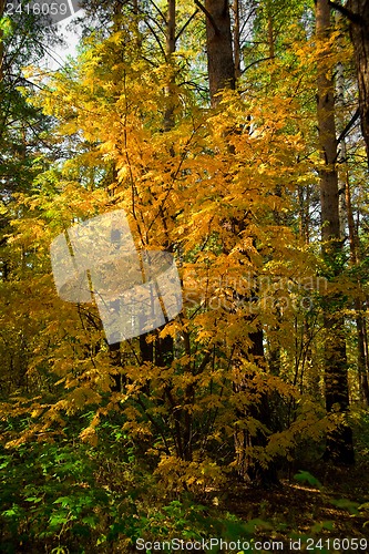 Image of Yellow autumn rowan