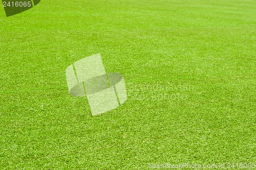 Image of Green grass