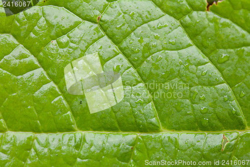 Image of Green Leaf