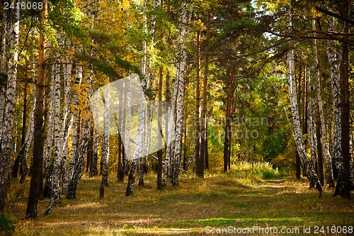 Image of Autumn forest