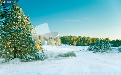 Image of Snow pine forest