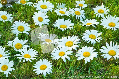 Image of White daisies