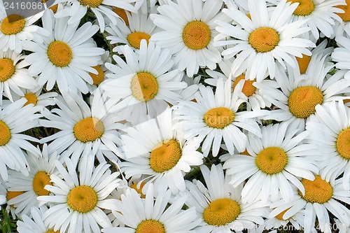 Image of Daisies