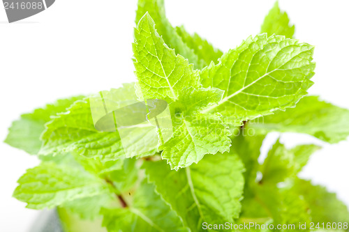 Image of Mint leaves close up