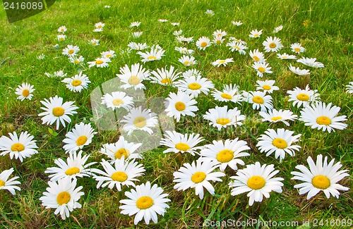Image of Daisies in a meadow