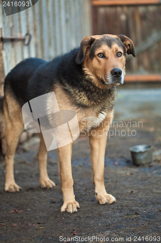 Image of Large guard dog