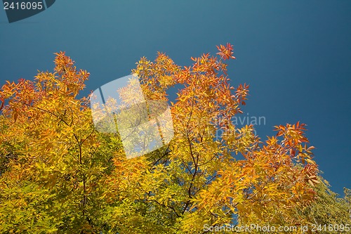 Image of Autumn-colored maple