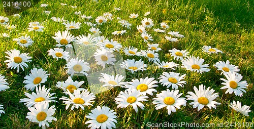 Image of Large white daisies