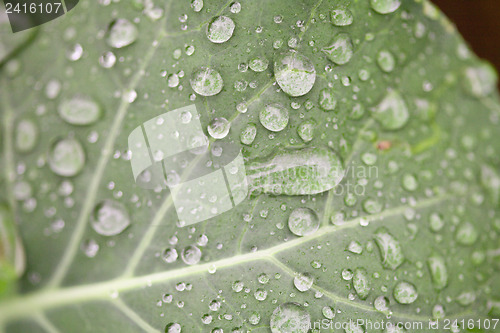 Image of Green Leaf