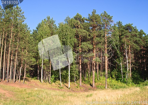 Image of Summer landscape