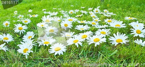 Image of White daisies