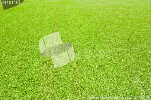 Image of Green grass