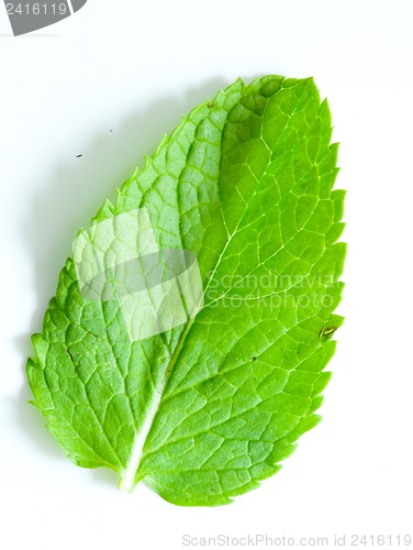 Image of Fresh mint leaves