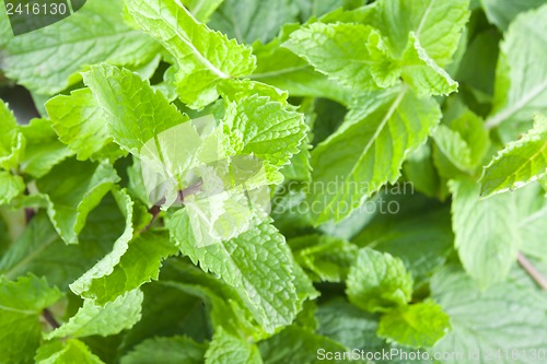 Image of Fresh mint leaves