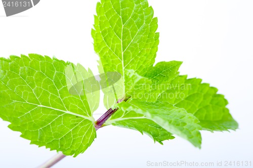 Image of Fresh mint leaves