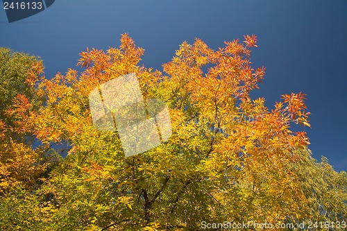 Image of Color burst of autumn foliage