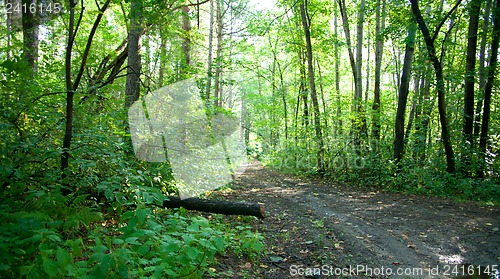 Image of Forest landscape