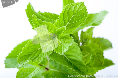 Image of Fresh mint leaves