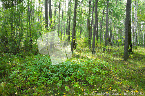 Image of Forest landscape