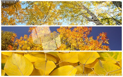 Image of Set of autumnal background