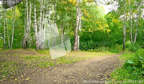 Image of Forest landscape