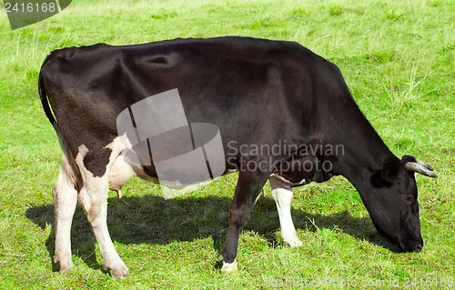 Image of Cow grazing