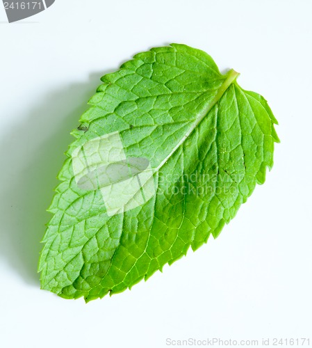 Image of Fresh mint leaves