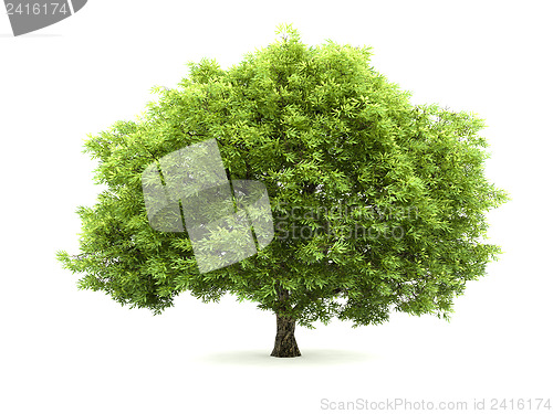 Image of Tree isolated