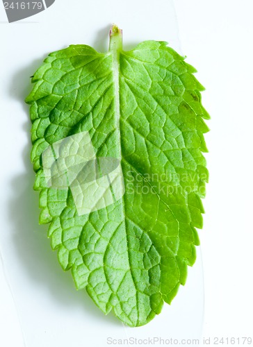 Image of Fresh mint leaves