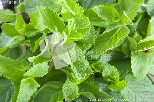 Image of Fresh mint leaves