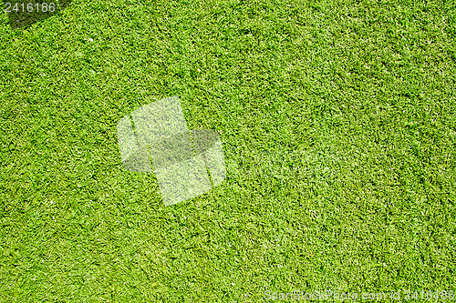 Image of Green grass