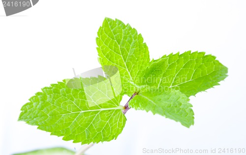 Image of Fresh mint leaves