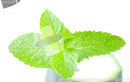 Image of Fresh mint leaves