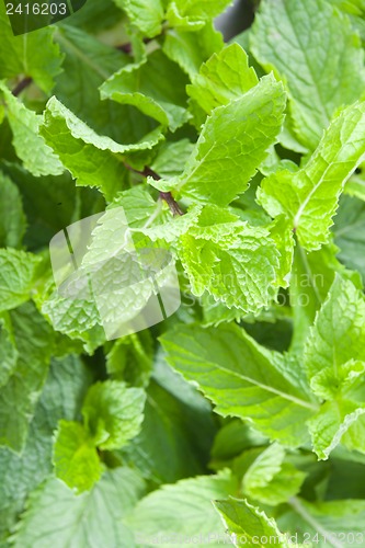 Image of Fresh mint leaves