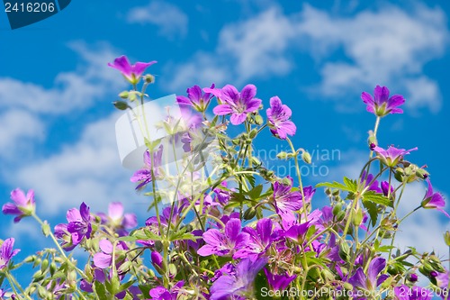 Image of Bright vibrant wild flower