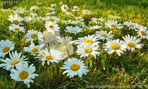 Image of White daisies