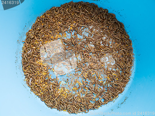 Image of mealworm