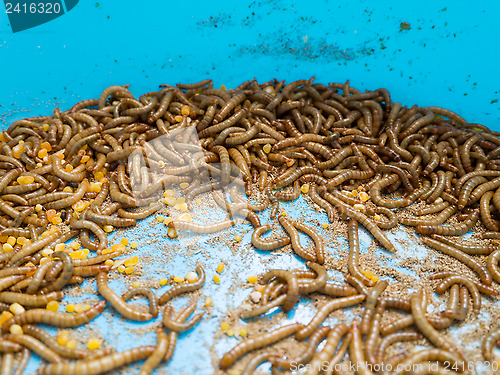 Image of mealworm