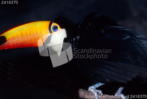 Image of Toucan